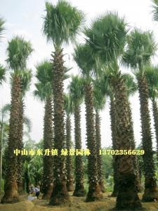 老人葵 华盛顿葵